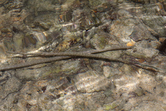 Fistularia commersonii