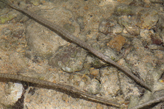 Fistularia commersonii