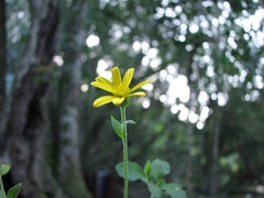 Osteospermum herbaceum