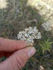 Achillea asiatica
