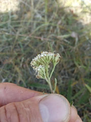 Achillea asiatica