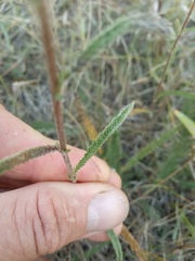 Achillea asiatica