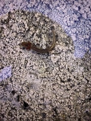 Eurycea troglodytes