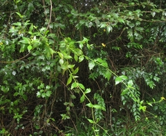 Osteospermum herbaceum