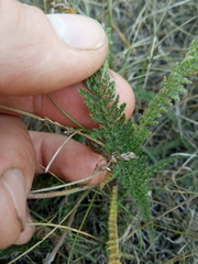 Achillea asiatica