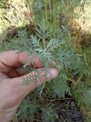 Artemisia abrotanum