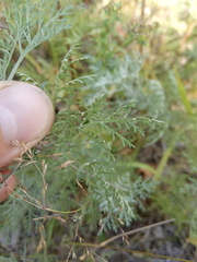 Artemisia abrotanum