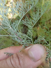 Artemisia abrotanum
