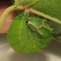 Charaxes candiope