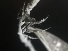 Araneae