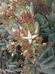 Crassula arborescens arborescens