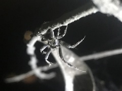 Araneae