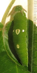 Charaxes candiope