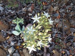 Crassula arborescens arborescens