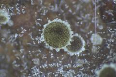 Ascobolus crenulatus