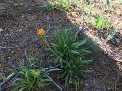 Raillardella scaposa