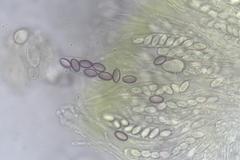 Ascobolus crenulatus