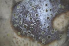 Ascobolus crenulatus