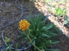 Raillardella scaposa