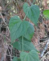 Zehneria