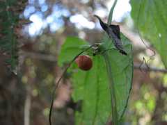 Zehneria