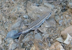 Lygodactylus bradfieldi