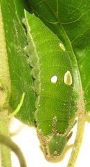 Charaxes candiope