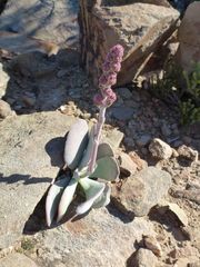 Crassula cotyledonis