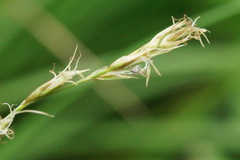 Carex tumulicola