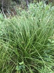 Carex tumulicola