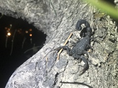 Hottentotta judaicus