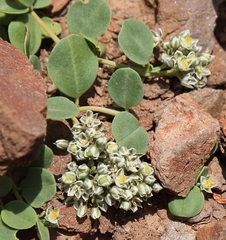 Limeum telephioides telephioides