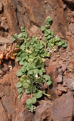 Limeum telephioides telephioides