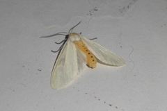 Pareuchaetes pseudoinsulata