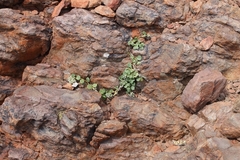 Limeum telephioides telephioides