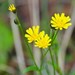 Smooth Hawksbeard - Photo (c) Jacqui Geux, some rights reserved (CC BY), uploaded by Jacqui Geux