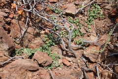 Limeum telephioides telephioides