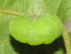 Charaxes candiope