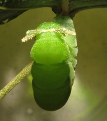Charaxes candiope