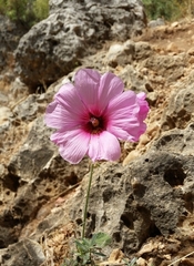 Alcea setosa