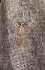Scoparia subfusca