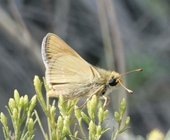 Hesperia leonardus pawnee