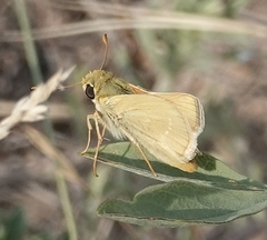 Hesperia leonardus pawnee