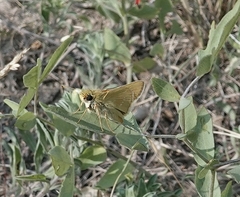 Hesperia leonardus pawnee