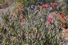 Ruschia pungens