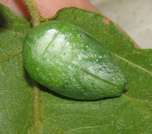 Green-veined Emperor