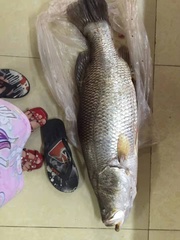 Lates calcarifer