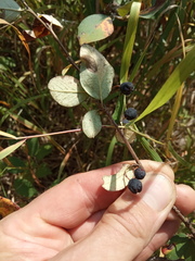 Cotoneaster melanocarpus
