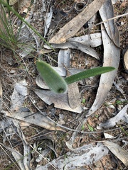 Caladenia xanthochila
