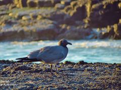 Leucophaeus fuliginosus